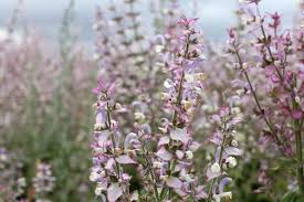 Image result for Salvia sclarea