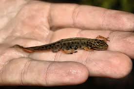 Attēlu rezultāti vaicājumam “Triturus vulgaris”