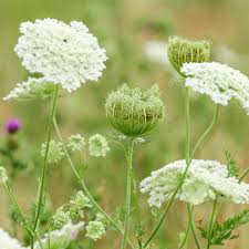 Image result for Daucus carota