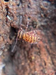 Attēlu rezultāti vaicājumam “Symphypleona”