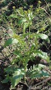 Attēlu rezultāti vaicājumam “Rorippa palustris leaf”