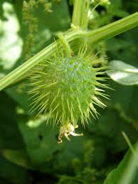 Attēlu rezultāti vaicājumam “Echinocystis lobata fruit”