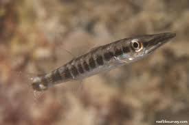Image result for Sphyraena barracuda