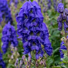 Attēlu rezultāti vaicājumam “Aconitum napellus”