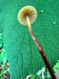 Attēlu rezultāti vaicājumam “Stemonitopsis hyperopta var. landewaldii stalked”