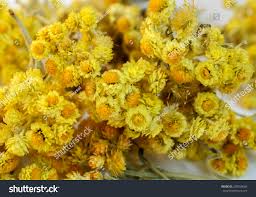 Attēlu rezultāti vaicājumam “Helichrysum arenarium flower”