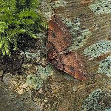 Attēlu rezultāti vaicājumam “Earophila badiata”