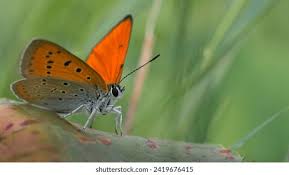 Attēlu rezultāti vaicājumam “Lycaena dispar underside”