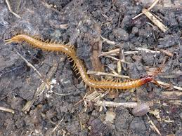 Attēlu rezultāti vaicājumam “Geophilidae”