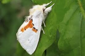 Attēlu rezultāti vaicājumam “Leucodonta bicoloria”