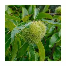 Attēlu rezultāti vaicājumam “Castanea sativa”