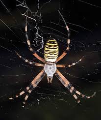 Attēlu rezultāti vaicājumam “Argiope bruennichi female”