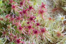 Attēlu rezultāti vaicājumam “Sphagnum russowii”