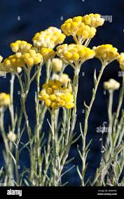 Attēlu rezultāti vaicājumam “Helichrysum arenarium flower”