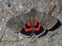 Attēlu rezultāti vaicājumam “Catocala nupta”