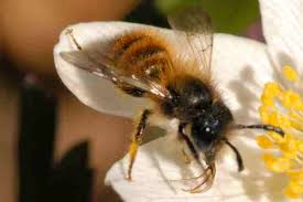 Attēlu rezultāti vaicājumam “Osmia bicolor”