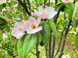 Attēlu rezultāti vaicājumam “Cydonia oblonga flower”