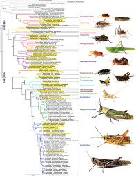 Attēlu rezultāti vaicājumam “Orthoptera”