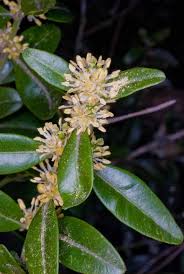 Attēlu rezultāti vaicājumam “Buxus sempervirens flower”