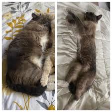 Image result for cat found