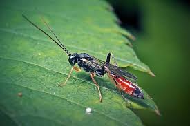 Attēlu rezultāti vaicājumam “Ichneumonidae”