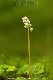 Attēlu rezultāti vaicājumam “Pyrola minor bud”