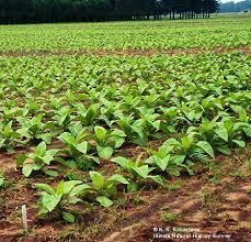Attēlu rezultāti vaicājumam “Nicotiana tabacum”