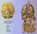 STRESS & THE <b>VAGUS NERVE</b>