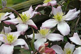 Attēlu rezultāti vaicājumam “Libanotis montana flower”