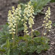 Attēlu rezultāti vaicājumam “Elmerina caryae”