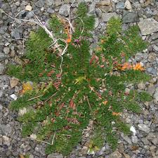 Attēlu rezultāti vaicājumam “Erodium cicutarium leaf”