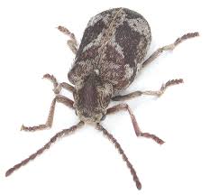 Attēlu rezultāti vaicājumam “Isomira murina”