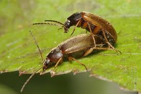 Attēlu rezultāti vaicājumam “Isomira murina”