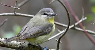 Image result for Vireo philadelphicus