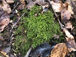 Attēlu rezultāti vaicājumam “Oxyrrhynchium hians var. rigidum”