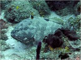Image result for Epinephelus adscensionis