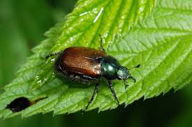 Attēlu rezultāti vaicājumam “Phyllopertha horticola”