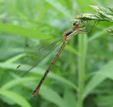 Attēlu rezultāti vaicājumam “Lestes dryas male”