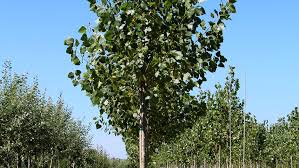 Attēlu rezultāti vaicājumam “Populus x canadensis”