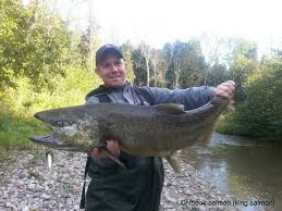 Image result for Oncorhynchus tshawytscha