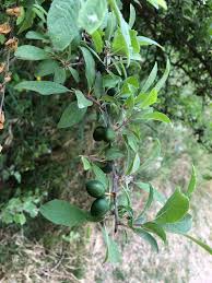 Attēlu rezultāti vaicājumam “Prunus domestica subsp. insitita”