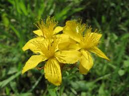 Image result for Johanniskraut