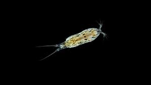 Attēlu rezultāti vaicājumam “Copepoda”