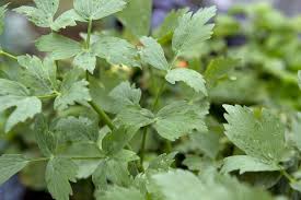 Attēlu rezultāti vaicājumam “Levisticum officinale”