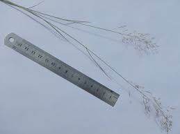 Attēlu rezultāti vaicājumam “Poa nemoralis leaf”