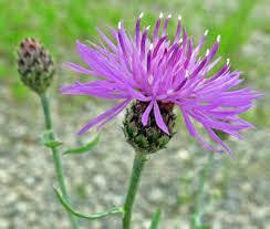 Attēlu rezultāti vaicājumam “Centaurea stoebe fruit”