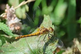 Attēlu rezultāti vaicājumam “Sympetrum sanguineum female”