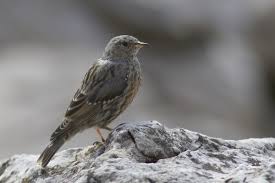 Image result for Prunella collaris