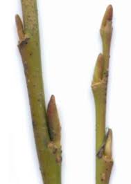 Attēlu rezultāti vaicājumam “Salix daphnoides subsp. acutifolia bud”