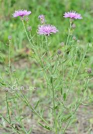 Attēlu rezultāti vaicājumam “Centaurea stoebe leaf”